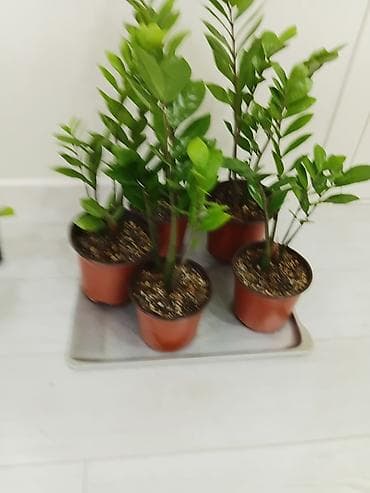 субстрат: Замиокулькас (Zamioculcas zamiifolia) в горшках - Компактные — 1