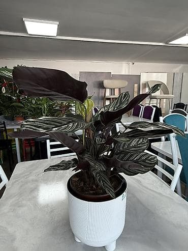 Бөлмө өсүмдүктөрү: Комнатные растения в декоративных горшках - Ассортимент: компактные — 7