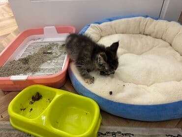 отдам кошек: Котёнок тигрового окраса (серо-чёрный табби) с выразительными серыми — 2