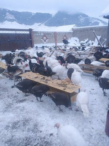 дог собака: Сатам | Эркек күрп | Бройлер | Союуга | Асыл тукумдуу — 1