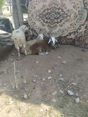 сколько стоит собака породы доберман: Сатам | Ургаачы кой (ургаачы) | Көбөйтүү үчүн | Ургаачы — 1