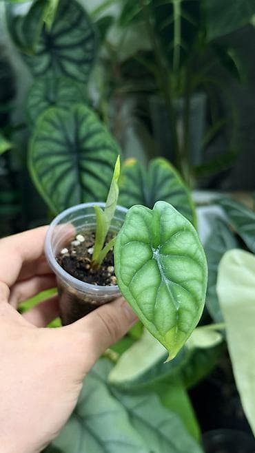 Комнатные растения: Клубни Алоказии Регал Шилдс 300-350-400с Клубень Алоказии Пинк дракон — 7