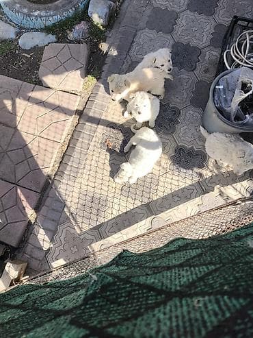 пидбуль щенок в оше эркек: Отдам в Хорошие Руки. Приезжайте выбирайте. БЕСПЛАТНО !!!. Дмитрий- — 7