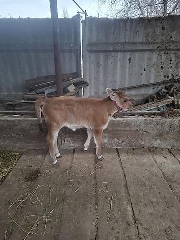 швиц музо: Продаю | Корова (самка) | Швицкая | Для молока — 2