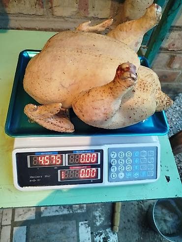 Тушка домашней курицы (бройлер) с доставкой внутри бишкека - Цельная at lalafo.kg Тушка домашней курицы (бройлер) с доставкой внутри бишкека - Цельная