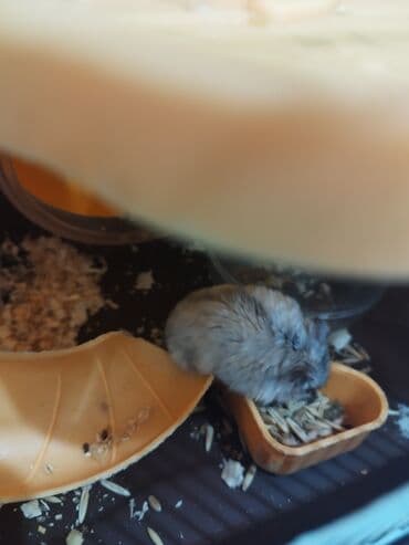 куплю домик для собаки: Продаю двухуровневую клетку. Клетка хорошего качества Россия, очень — 3