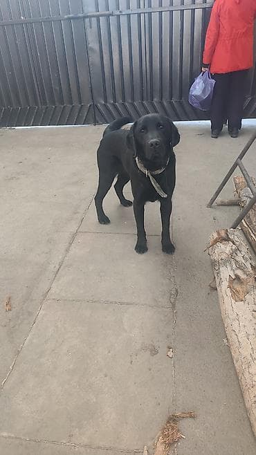 ящик сатылат: 2 Щенка, мальчик и девочка, метисы лабрадора/дворняжки, черного — 3