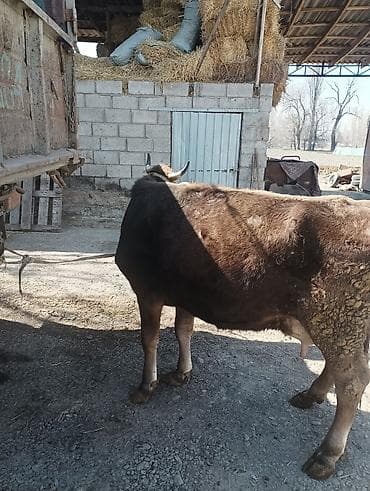 кукуруза зерно: Продаю | Корова (самка) | Для молока | Привязанные — 4
