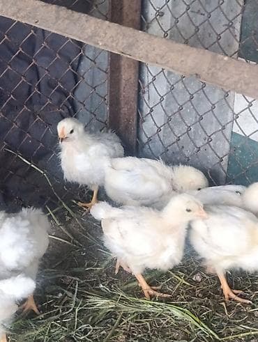 Животные: Продаю | Цыплята | Суссекс | Для разведения — 4