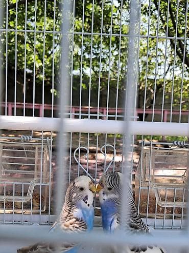 клетка для 2 волнистых попугаев: Пара волнистых попугаев в комплекте с клеткой и аксессуарами — 1