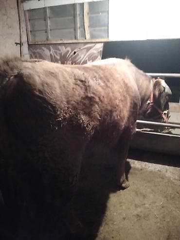 Продаю | Бык (самец) | На откорм | Привязанные