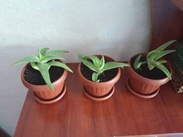 алоэ вера форевер: Алоэ - вера. Алоэ вера обладает бактерицидными — 3