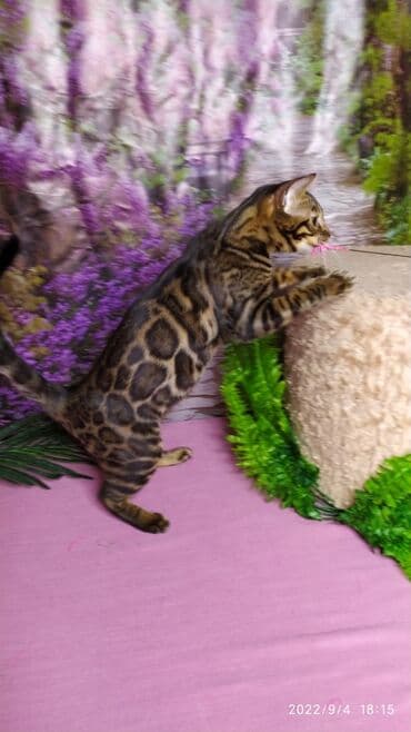 сколько стоит котенок британской золотой шиншиллы: Красивейшая бенгальская кошечка 6мес. Профессиональный Питомник — 3