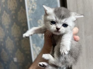 британская шоколадная кошка: Британские короткошерстные котята, окрас шиншилла/силвер-шейдед. - — 8