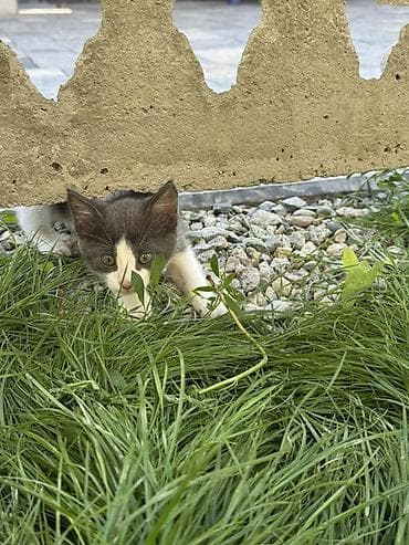 купить кошку манчкин: Кошка даром: Беспородная, 2 месяца, Мальчик, Приучена к лотку — 6