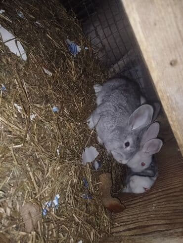 бабочка кролик: Продаю | Крольчата — 3