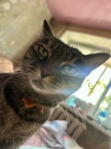 scottish fold: 5 лет, Девочка — 4