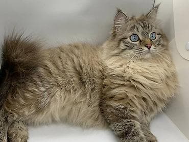 Мышык кууту: Мышык бекер берилет: Сибирь, 4 жаш, Эркек, Бычылган, Лотокко барууга үйрөтүлгөн, Курттардан тазаланган — 3