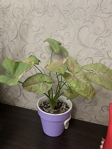 Меняю или продаю сингониум милк конфетти. Меняю на плющ или циссус