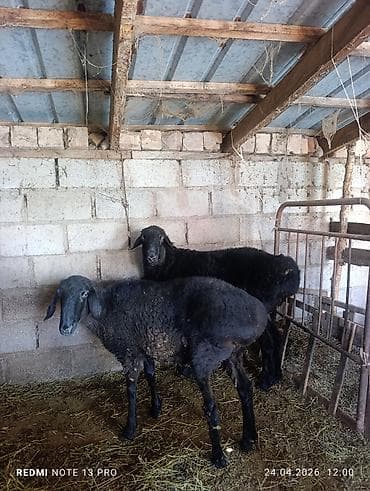 цыплята гуси: Продаю | Овца (самка) | Для разведения — 3