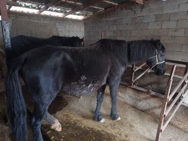 птичий рынок: Продаю | Кобыла (самка) | На забой — 6