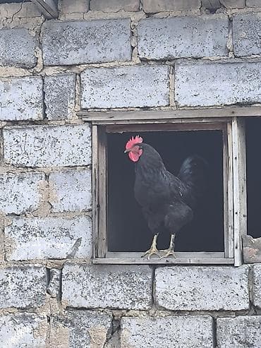 Куры, петухи: Продаю | Петух | Для разведения — 6