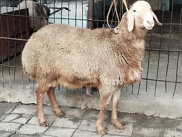 продаю жеребец: Продаю | Баран (самец) | Для разведения | Племенные — 3