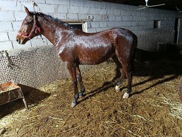 куньминская овчарка: Продаю | Конь (самец) | Полукровка | Конный спорт | Племенные — 1