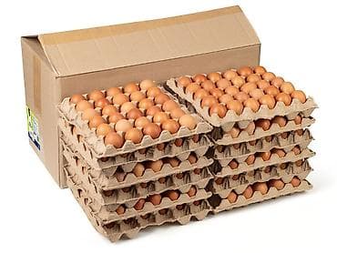 оп 5: Куриные яйца оптом | Доставка по всему КР 🥚 Экстра — 11 сом / шт 🥚 С0 — 1