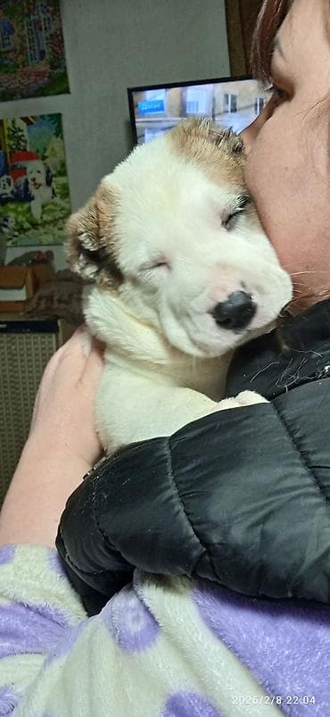 собака купить: Щенки крупной породы (тип алабая/среднеазиатской овчарки), мощного — 9