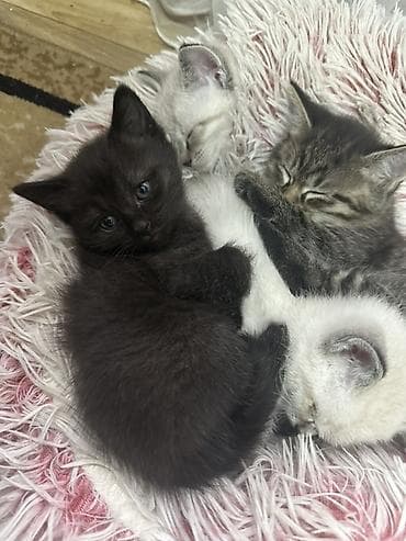 Очаровательный котенок осталось один - Окрас: один угольно‑чёрный В at lalafo.kg Очаровательный котенок осталось один - Окрас: один угольно‑чёрный В