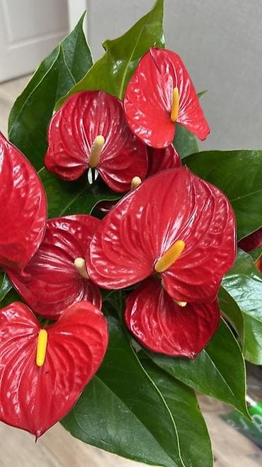покрывалы: Антуриум (Anthurium) в горшке — эффектное комнатное растение с — 2
