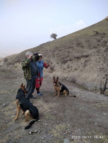 хмонг собака купить: Немис овчаркасы, 2 айлык, Эркек, Ит тегин тастыктоочу документ — 9