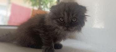 Мышыктар: Скотиш Фолд (Шотландиялык шалпаң кулак), 2 айлык, Ургаачы, Боз, Аргын — 4