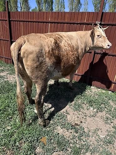 кой сатылат кара балта: Сатам | Уй (ургаачы) | Көбөйтүү үчүн | Байланган — 2