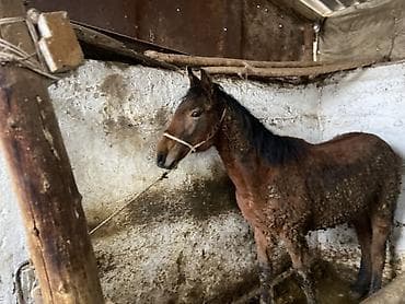 Башка жаныбарлар: Сатам | Тай | Союуга, Көбөйтүү үчүн, Ат спорту — 1