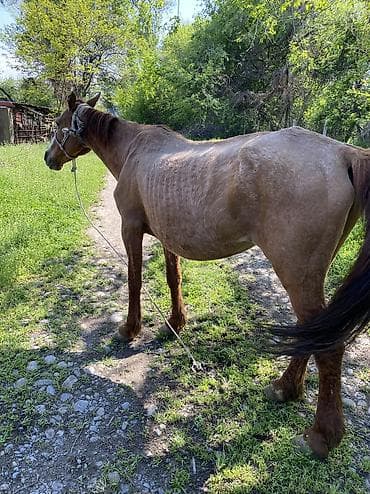 алабай бойцовский: Продаю | Кобыла (самка) | Кара Жорго | Для молока, Рабочий | Племенные — 5