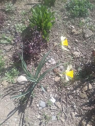 местоположение: Луковицы нарциссов Цена: 5 сом за штуку. Местоположение — 1