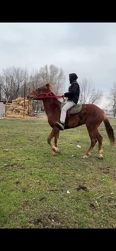 Лошади, кони: Продаю | Жеребец | Конный спорт | Осеменитель — 2