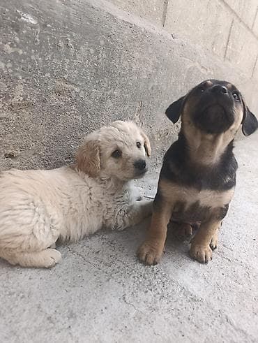 щенки пудель: Отдаем щенков в добрые руки. Щенки — дворняжки, маленькие пушистики с — 1