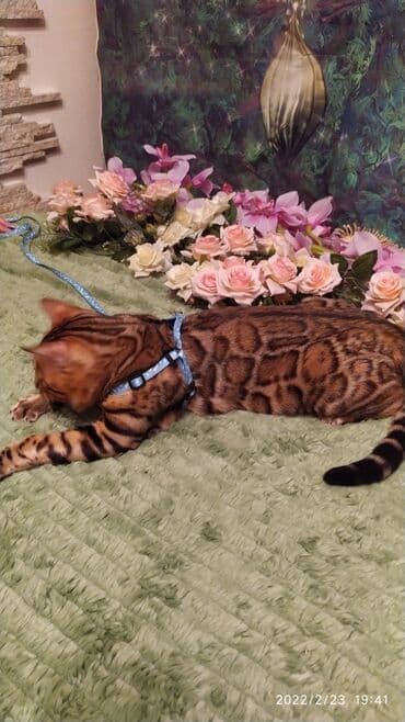 питомник кошек: Красивейший кот 7мес .питомник Бен Гла Мур предлагает .очень игривый — 3