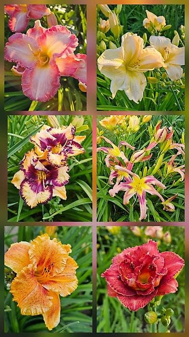 лилейники: Многолетние лилейники (Hemerocallis) — коллекционные сорта для сада и — 3