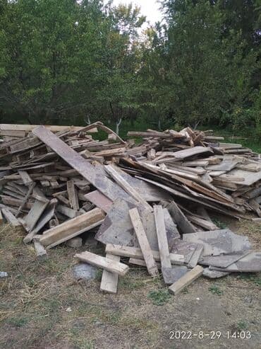 купить саженец павловнии: Дрова — 2