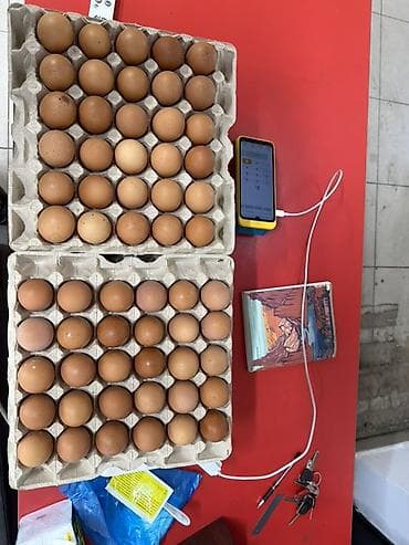 Дом и сад: Куриные яйца пищевые, категория C1 - Тип: куриные яйца пищевые по — 1