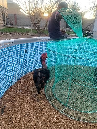 для курицы: Продаю | Петух | Бойцовая | Для разведения — 5