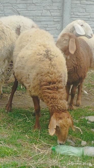животные крс: Продаю | Овца (самка) | Для разведения — 5
