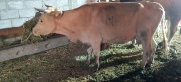 сколько стоит корова в кыргызстане 2023: Продаю | Корова (самка), Бык (самец) | Алатауская | Для разведения, Для молока | Стельные — 3