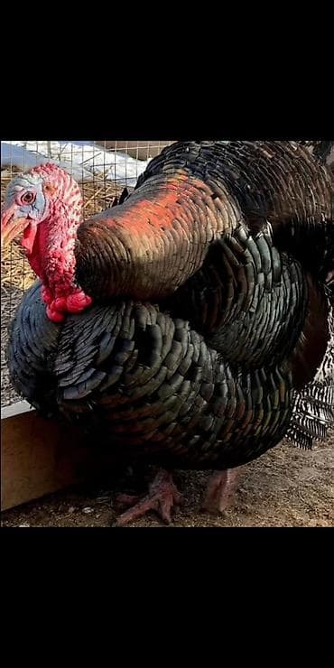 двух ярысный крават: Кровать двух спальная светлая новая диван новый, холодильник — 8