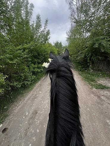 саан уй бишкек: Сатам | Байтал | Англиялык | Ат спорту — 3
