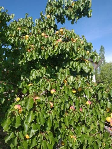 продажа дом умут: Үй, 511 кв. м, 15 бөлмө, Менчик ээси — 13